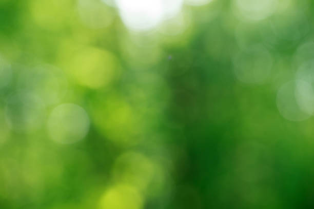 istock Green bokeh background from nature forest out of focus 1127464810