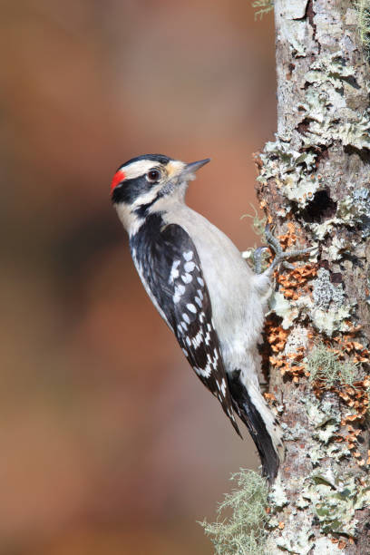 istock Downy Woodpecker (Dryobates pubescens) - North America 1127465070
