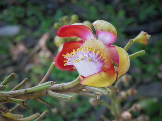 istock Close-up Red Yellow Flowering Plant with Selective Focus 1127465084