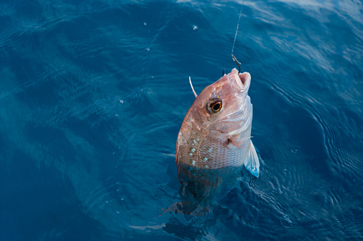 Close up of line-caught snapper emerging from the sea hooked by recreational fisher in the Hauraki Gulf, New Zealand
