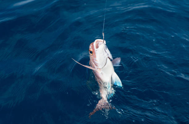 istock Close up of line-caught snapper emerging from the sea 1127465122