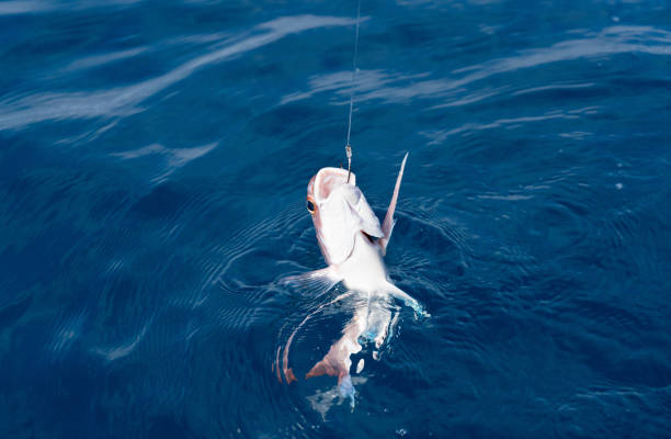 istock Close up of line-caught snapper emerging from the sea 1127465643