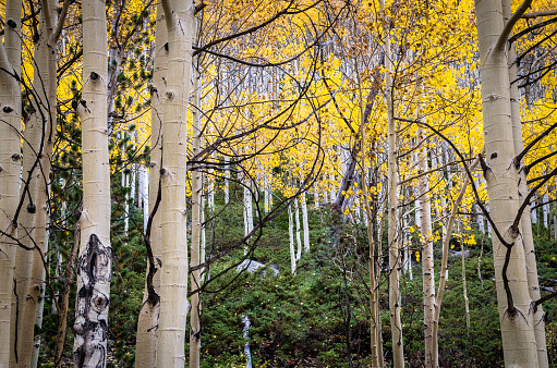 Fall colors in Colorado aspen trees