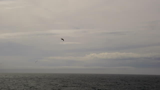 Black-Browed Albatross Flying Low