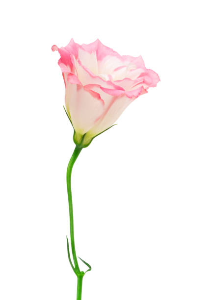 istock Eustoma (lisianthus) isolated on white. Deep Focus. No dust. No pollen 1127468627
