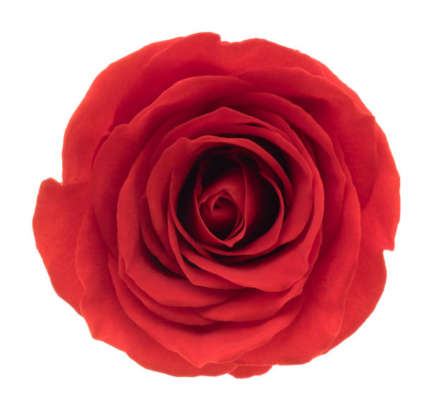 istock Red Rose. Deep Focus. No dust. No pollen. Isolated on white. 1127468628