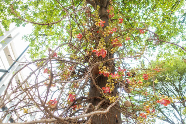 istock Background of Cannonball tree 1127468675