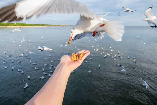 istock Hand feeding pork snack with seagulls 1127469512