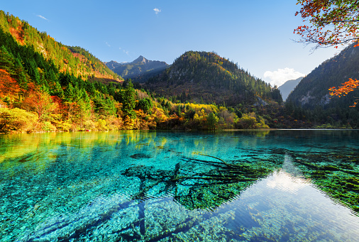 Amazing view of the Five Flower Lake (Multicolored Lake) among wooded mountains, Jiuzhaigou nature reserve, China. Colorful autumn forest reflected in azure water. Submerged tree trunks at the bottom.