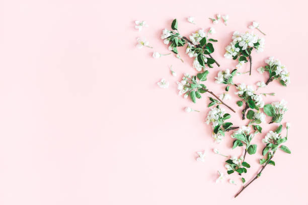 istock Flowers composition. Apple tree flowers on pastel pink background. Spring concept. Flat lay, top view, copy space 1127472412