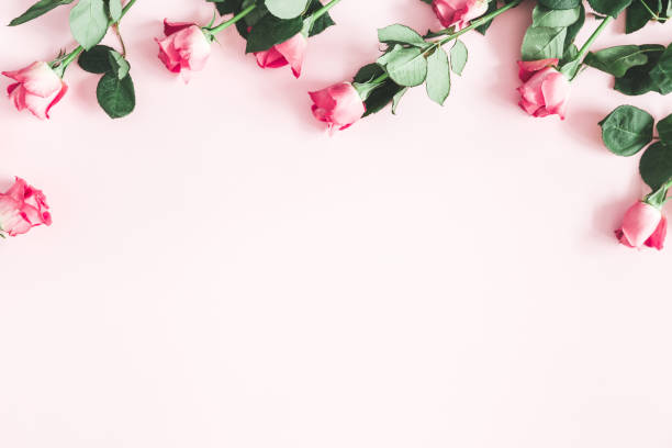 istock Pink rose flowers on pastel pink background 1127472656