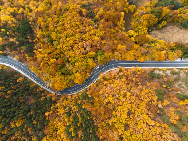 istock aerial view on road in autumn forest 1127474880