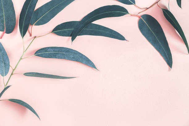 istock Eucalyptus leaves on pastel pink background. Frame made of eucalyptus branches. Flat lay, top view, copy space 1127474957