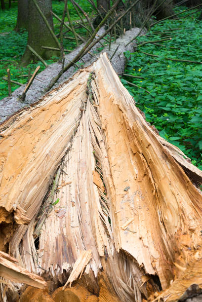 istock A fallen tree in the forest after the hurricane. 1127476259