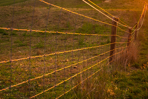 Farm fencing to keep the cattle in the paddock