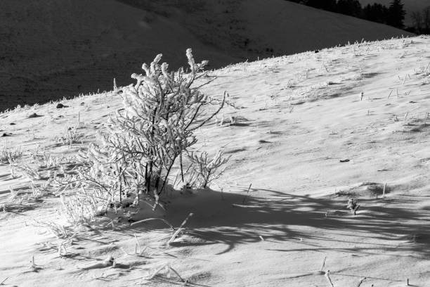 istock Subasio mountain (Umbria, Italy) in winter, covered by snow, with plants and sun 1127476571