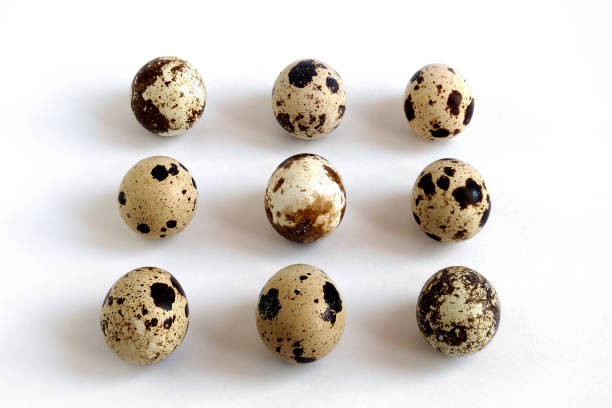 istock quail eggs in row on white background, top view 1127477463