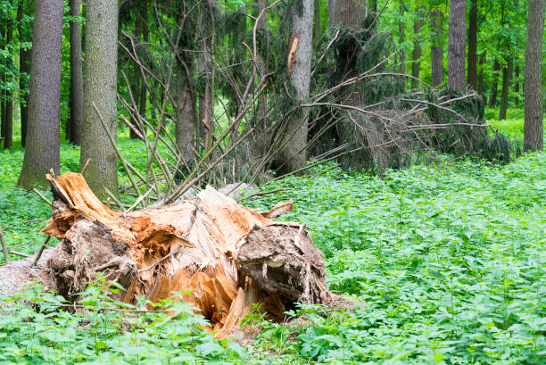 istock A fallen tree in the forest after the hurricane. 1127477747