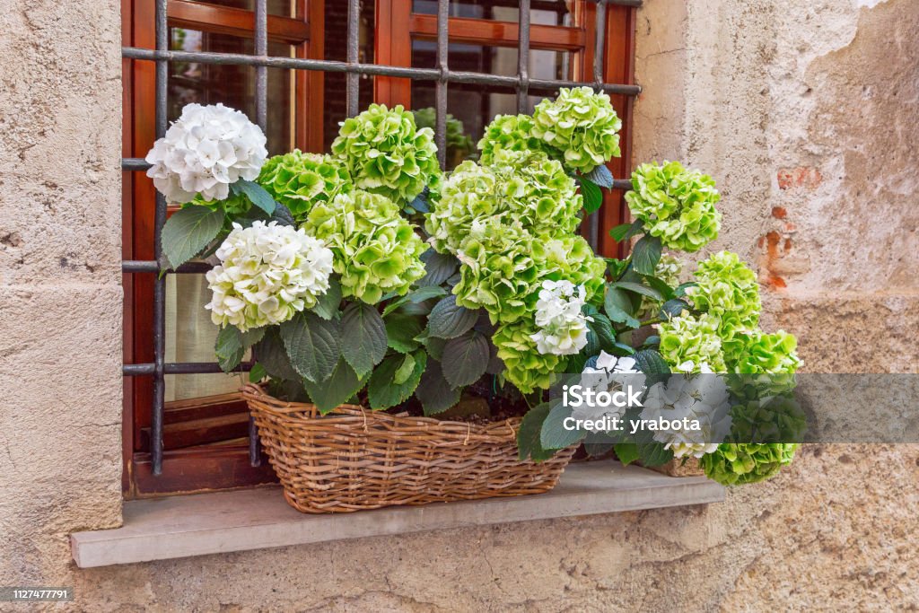 Blooming Con Hortensia Flores Verde Crece En El Alféizar De La Ventana En Una Canasta De Mimbre Hortensia En Una Maceta En La Ventana Decora La Pared De La Casa Norte De Blooming Con Hortensia Flores Verde Crece En El Alféizar De La Ventana En Una Canasta De Mimbre Hortensia En Una Maceta En La Ventana Decora La Pared De La Casa Norte De