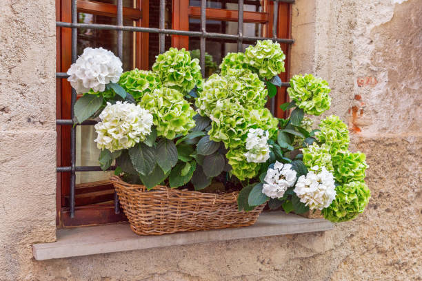 Blooming with green flowers hydrangea grows on the windowsill in a wicker basket. Hydrangea in a flowerpot on the window decorates the wall of the house. Northern Italy. Europe.