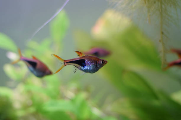 istock Harlequin rasbora (Trigonostigma heteromorpha), small aquarium fish. 1127478560