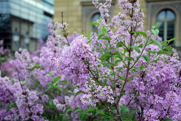 istock Florescence of Syringa vulgaris (common lilac) springtime. lilac blooming, Spring. 1127478564