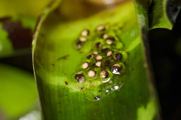Golden poison frog eggs A clutch of golden poison frog eggs in a bromeliad poison arrow frog photos stock pictures, royalty-free photos & images