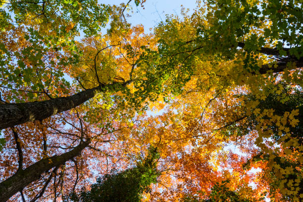 istock Vibrant autumn colors on a sunny day in the forest 1127481844