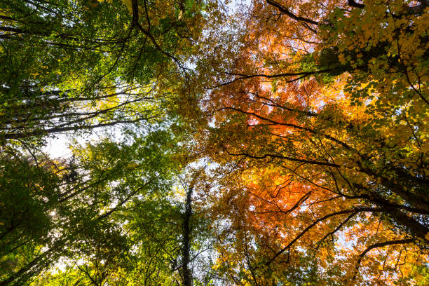 istock Vibrant autumn colors on a sunny day in the forest 1127481893