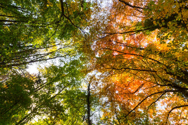 istock Vibrant autumn colors on a sunny day in the forest 1127481897