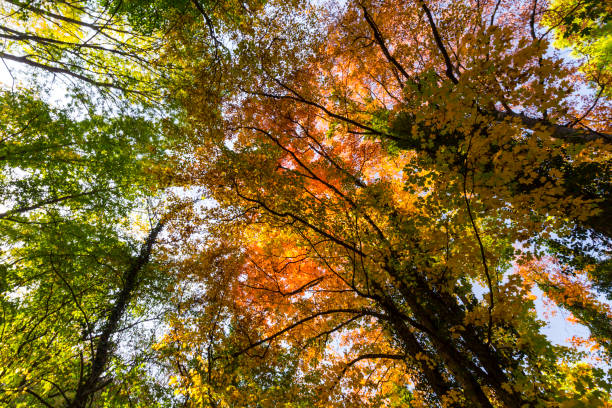 istock Vibrant autumn colors on a sunny day in the forest 1127481904