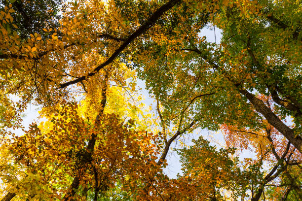 istock Vibrant autumn colors on a sunny day in the forest 1127481996