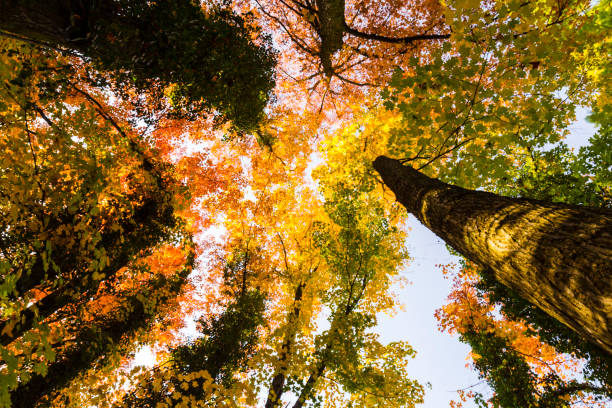 istock Vibrant autumn colors on a sunny day in the forest 1127483074