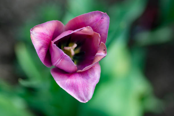 Beautiful bright red tulips in the photo with a blurred background and soft focus trick for greeting cards with flowers for the Easter holiday