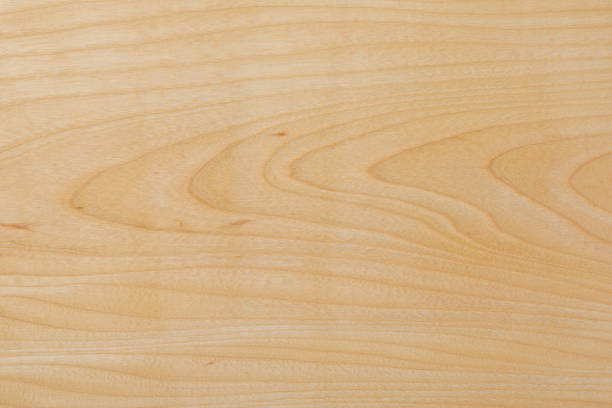 Wood texture  Maple natural wood texture.