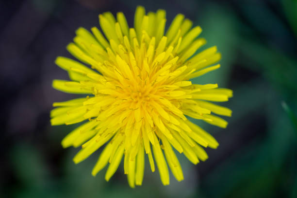 istock beautiful yellow dandelions close-up 1127485800