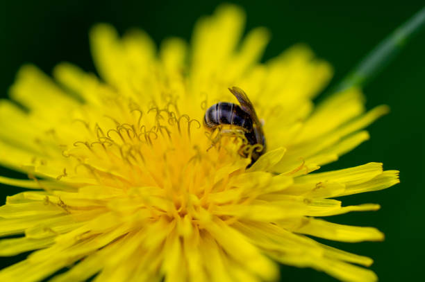 istock beautiful yellow dandelions with a bee close-up 1127485802