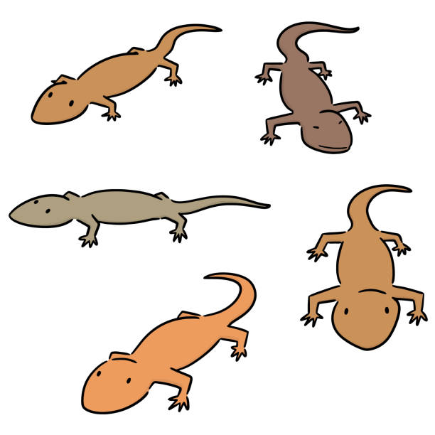 House Lizard Vector 60+ House Gecko Stock Illustrations, Royalty-Free Vector Graphics ...