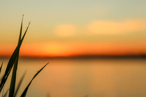 istock Close-up of abstract dew drops on grass with variable focus and blurred background in the rays of the rising sun 1127486071
