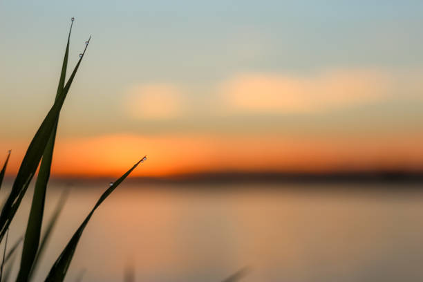 istock Close-up of abstract dew drops on grass with variable focus and blurred background in the rays of the rising sun 1127486117