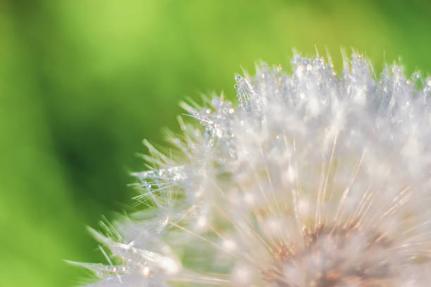 istock Close-up of abstract dew drops on a one white dandelion with variable focus and blurred background in the rays of the rising sun on the field 1127487978