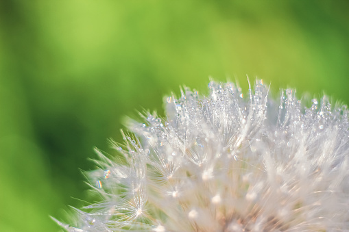 Close-up of abstract dew drops on a one white dandelion with variable focus and blurred background in the rays of the rising sun on the field