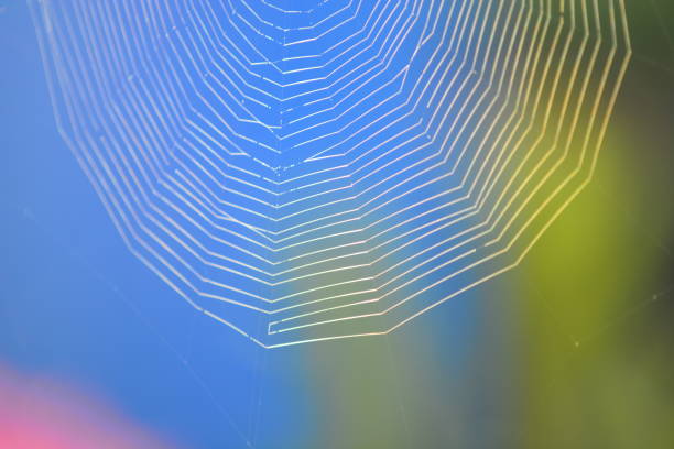 istock Spider web against colorful background - blue, green and red. Backlight. 1127488286