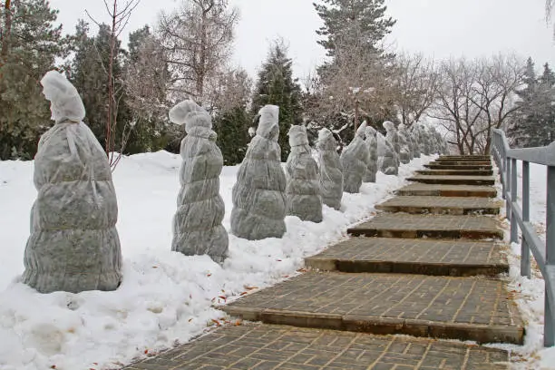 Photo of Protection of bushes from frost along the stairs in the winter park