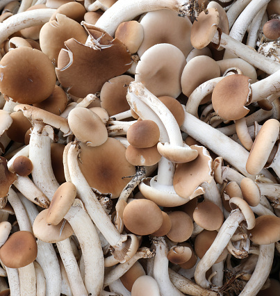 background of many fresh raw edible mushrooms called Cyclocybe aegerita or poplars or black poplar mushroom