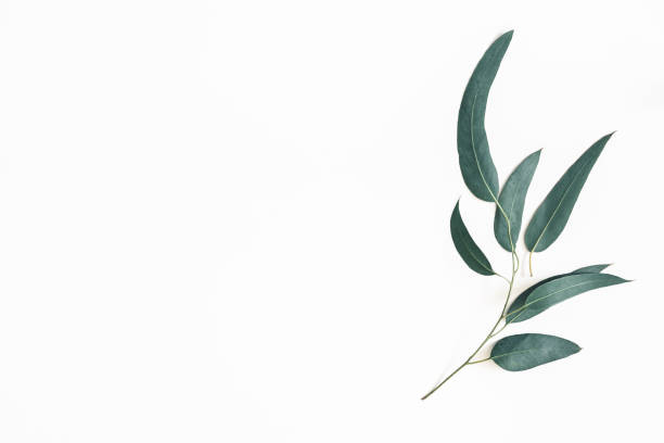 Eucalyptus leaves on white background. Pattern made of eucalyptus branches. Flat lay, top view, copy space