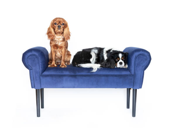 istock Dogs on blue velvet bench isolated on white 1127490517