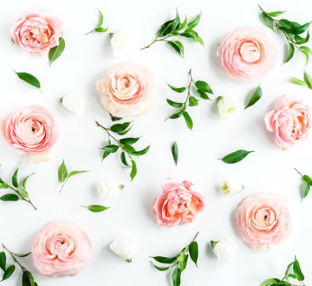 istock Flowers background . Pink flowers ranunkulus  pattern on white background. Top view. Copy space. Holiday concept 1127490606