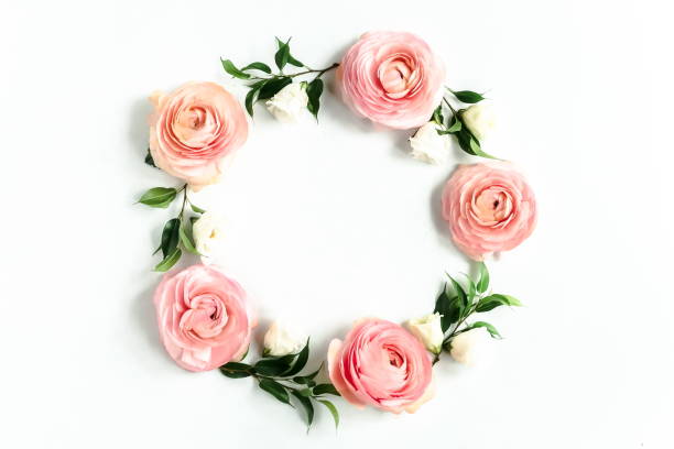 istock Flowers background . Pink flowers ranunkulus  wreath frame on white background. Top view. Copy space. Holiday concept 1127490750
