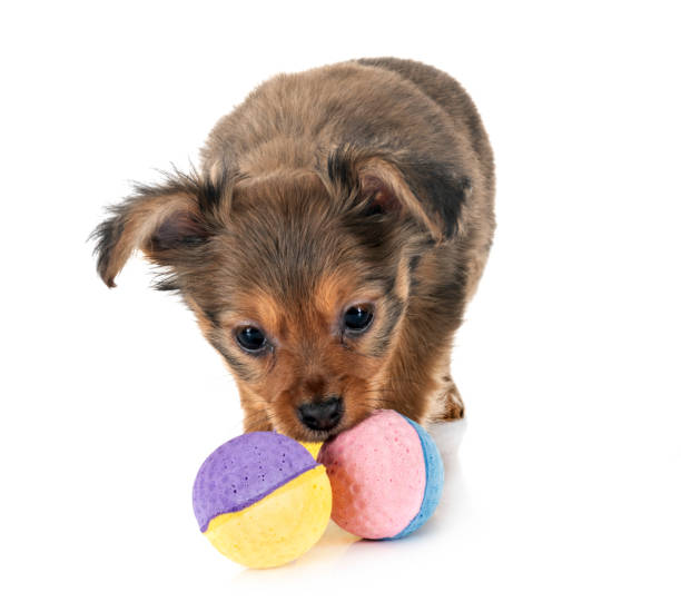istock puppy Russkiy Toy 1127492009